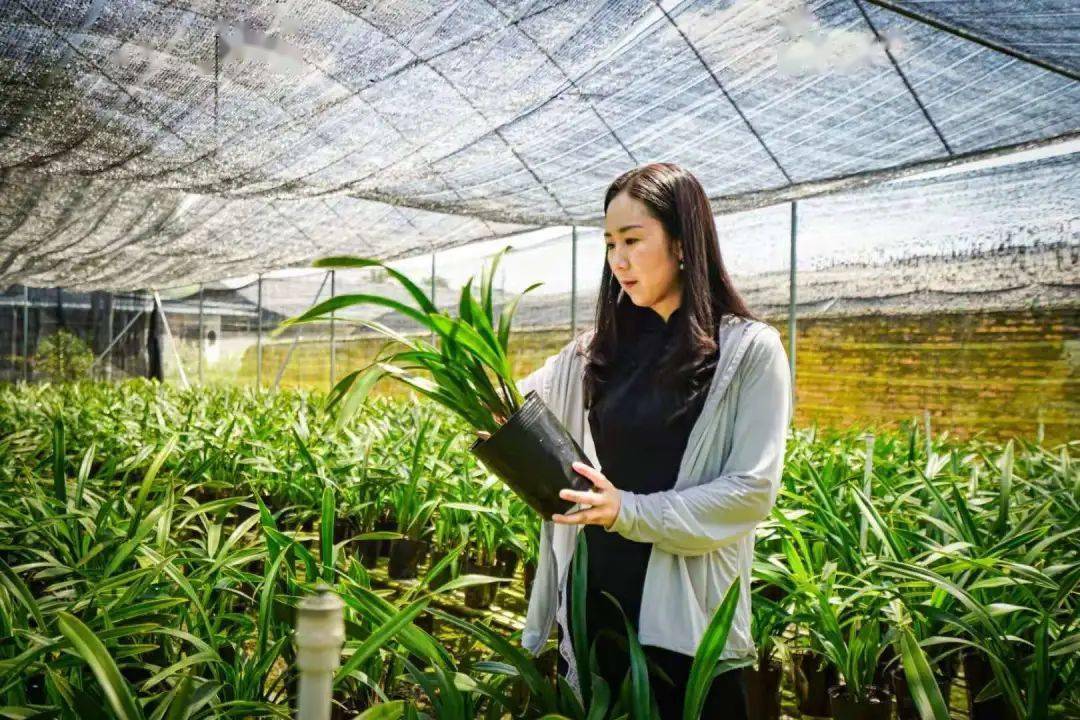 祝贺！全国“巾帼新农人”创业典型案例出炉，我县严恋花获荣誉！