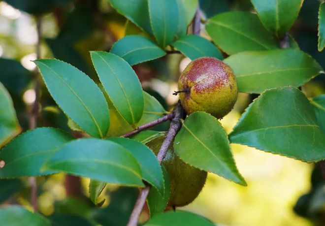荣誉！热烈祝贺大三湘荣选为全国消费者放心满意品牌！