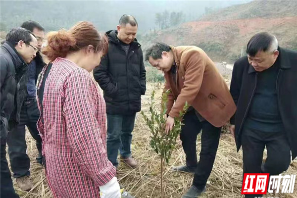 怀化：油茶专业户获国家级乡土专家称号