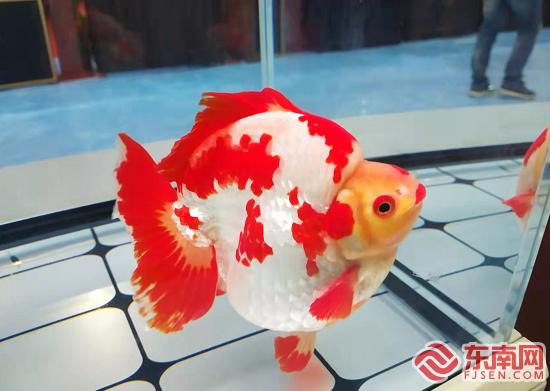 第五届中国（福州）金鱼大赛结果出炉
