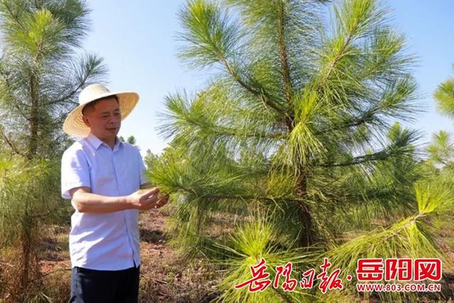 岳阳林纸党委书记、董事长叶蒙喜获“全国绿化劳动模范”称号