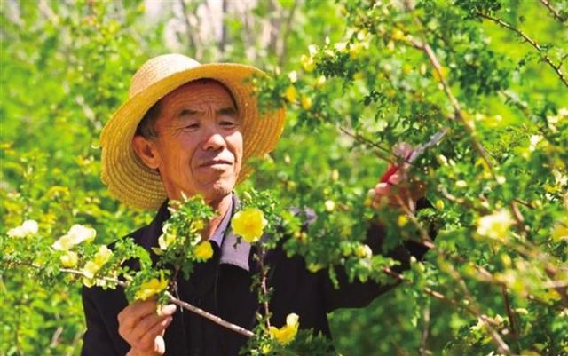 郭万刚荣获“林业英雄”称号