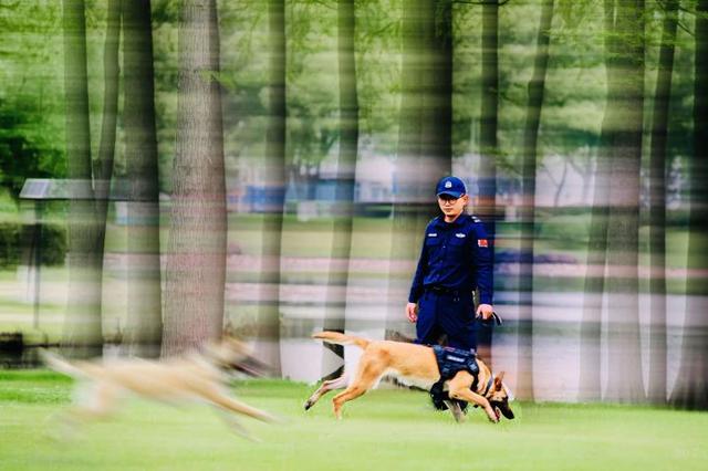嗨，“浙江金蓝领”！浙江警犬训导员首次获得这个荣誉称号